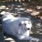 Naomi B. Naomi B. white dog profile picture.